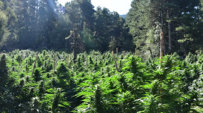 Κορινθία: Εντοπίσθηκε φυτεία 2.012 δενδρυλλίων κάνναβης