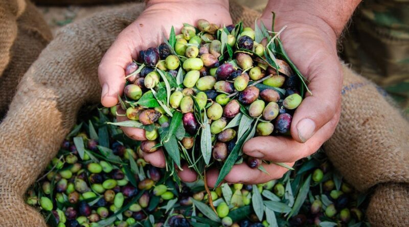 Πρόστιμα έως 5.000 ευρώ ή 12 συντάξεις για λίγες ελιές και… τρία ξεχασμένα «κλικ»