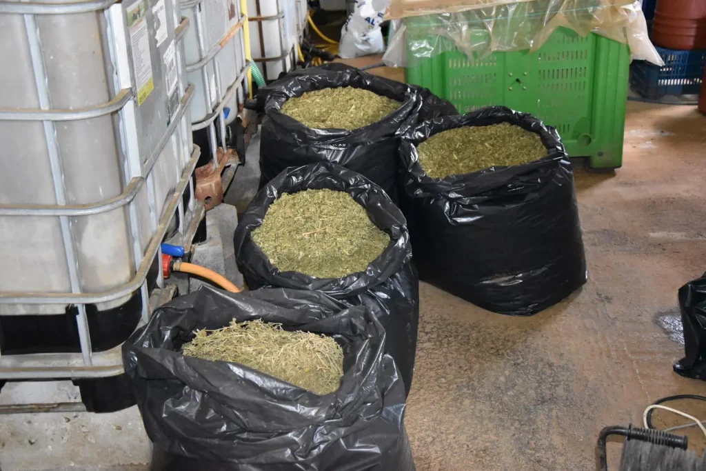 Μεσσηνία: Κατασχέθηκαν πάνω από 57 κιλά κάνναβης και 12 δενδρύλλια κάνναβης