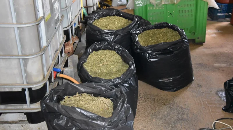 Μεσσηνία: Κατασχέθηκαν πάνω από 57 κιλά κάνναβης και 12 δενδρύλλια κάνναβης