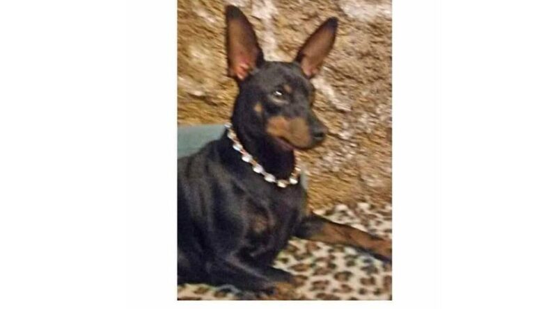 Νεμέα: Χάθηκε το εικονιζόμενο σκυλάκι -Δίνεται αμοιβή