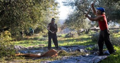 Εξώδικο σε Τσιάρα - ΟΠΕΚΕΠΕ από ελαιοπαραγωγούς της Λακωνίας και της Μεσσηνίας