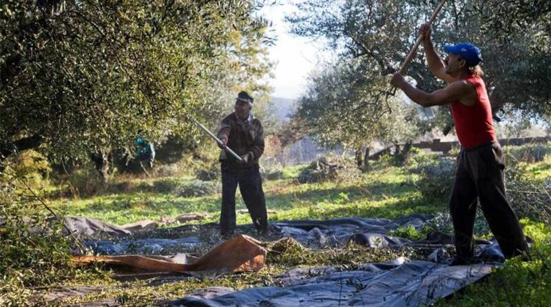 Εξώδικο σε Τσιάρα - ΟΠΕΚΕΠΕ από ελαιοπαραγωγούς της Λακωνίας και της Μεσσηνίας