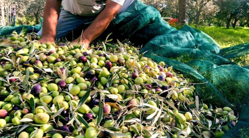 Μετατίθεται για την ελαιοκομική περίοδο 2026–2027 η υποχρεωτική υποβολή Δηλώσεων Συγκομιδής Ελαιοκάρπου