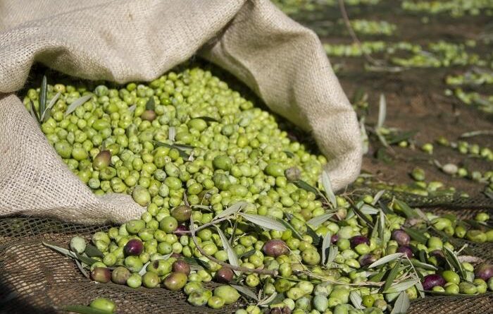 Αλλάζουν όλα για τους ελαιοπαραγωγούς – Πρόστιμα έως 5.000 ευρώ για όσους δεν δηλώσουν τη συγκομιδή