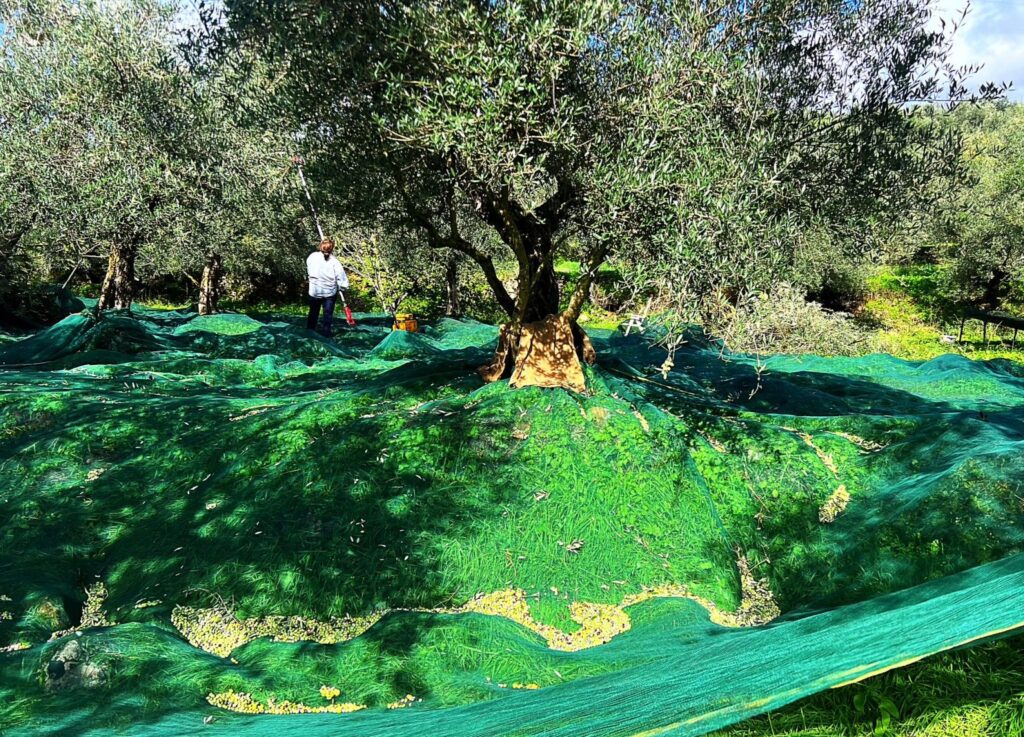 Μεσσηνία: GPS σε δίχτυα ελαιοσυλλογής «έδειξε» τους δράστες – Τέσσερις συλλήψεις στα Φιλιατρά