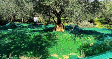 Μεσσηνία: GPS σε δίχτυα ελαιοσυλλογής «έδειξε» τους δράστες – Τέσσερις συλλήψεις στα Φιλιατρά