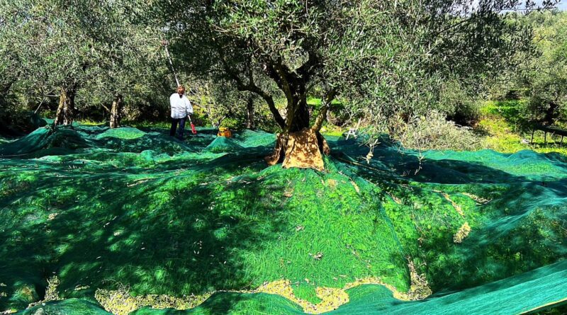 Μεσσηνία: GPS σε δίχτυα ελαιοσυλλογής «έδειξε» τους δράστες – Τέσσερις συλλήψεις στα Φιλιατρά