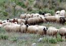 Νέα έκτακτη στήριξη των κτηνοτρόφων λόγω ζωονόσων ύψους 56 εκατ. €