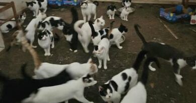 Σοκ στη Νεμέα: 40 γάτες κατασπάραξαν τη σορό ηλικιωμένης μέσα στο σπίτι της