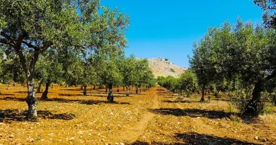 ΑΑΔΕ – ΟΠΕΚΕΠΕ: Μαζικές διαγραφές αγροτεμαχίων – Στον εισαγγελέα οι πρώτες 50 υποθέσεις