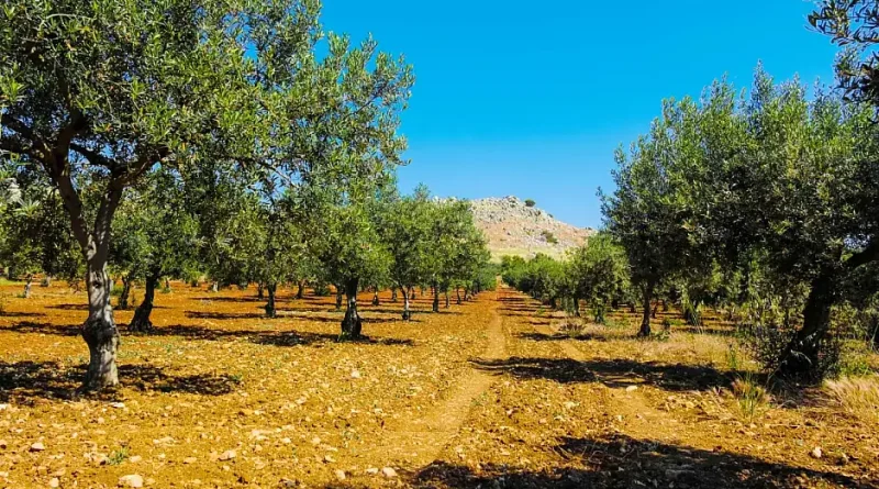 ΑΑΔΕ – ΟΠΕΚΕΠΕ: Μαζικές διαγραφές αγροτεμαχίων – Στον εισαγγελέα οι πρώτες 50 υποθέσεις