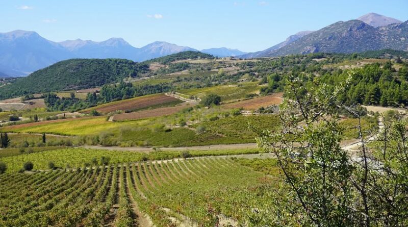 Σύνδεσμος Οινοποιών Νεμέας: Στήριξη των δίκαιων αιτημάτων του αγροτικού κόσμου