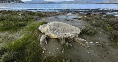 Νεκρή εντοπίστηκε θαλάσσια χελώνα στην παραλία Ναυπλίου Νέας Κίου