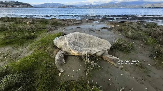 Νεκρή εντοπίστηκε θαλάσσια χελώνα στην παραλία Ναυπλίου Νέας Κίου