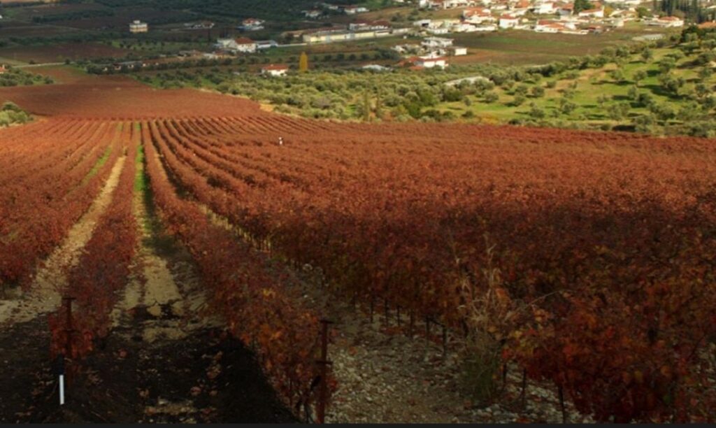 Peloponnese Wine Festival: H Νεμέα (και τα περίχωρα!) εν έτη 2026