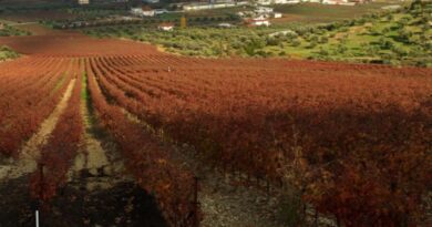 Peloponnese Wine Festival: H Νεμέα (και τα περίχωρα!) εν έτη 2026