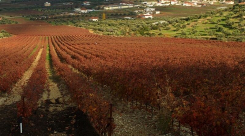 Peloponnese Wine Festival: H Νεμέα (και τα περίχωρα!) εν έτη 2026