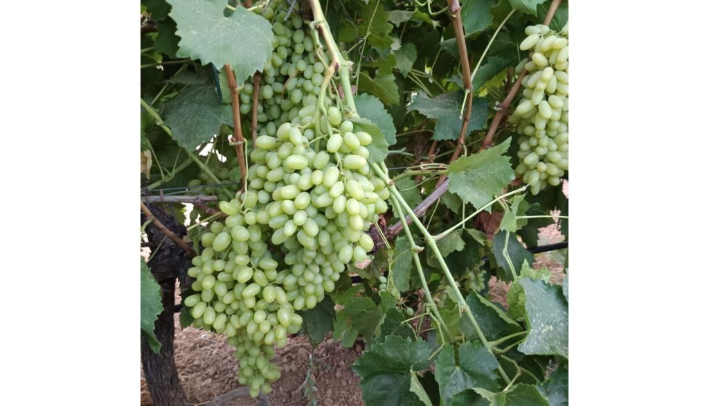 Επιτραπέζια σταφύλια Κορινθίας: Σουλτανίνα