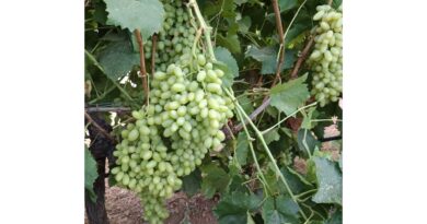 Επιτραπέζια σταφύλια Κορινθίας: Σουλτανίνα