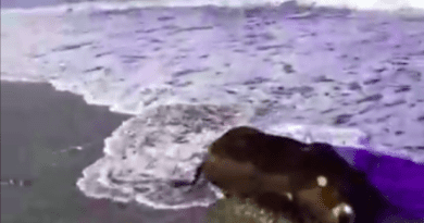 Aγριογούρουνο ξεβράστηκε στην παραλία Λουτρακίου