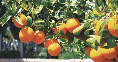 Αργολίδα: Σύμπραξη παραγωγών, Ρομά και μεταναστών και δημιουργία ΚΟΙΝΣΕΠ