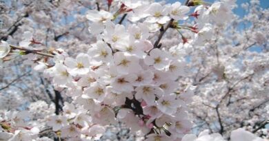 Καλό μήνα Φεβρουάριος