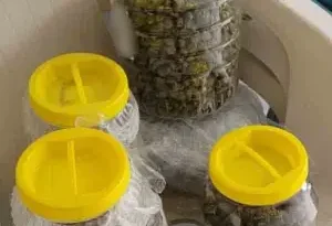 Συνελήφθη 33χρονος για ναρκωτικά στο Λουτράκι