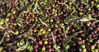 Δήλωση ελαιόδεντρων: Πρόστιμα έως 5.000 ευρώ