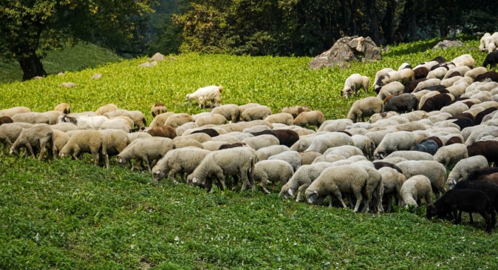 Δυτική Αχαΐα:  Συνελήφθη ένας άνδρας, παραβίασε τα μέτρα για την  ευλογιά των αιγοπροβάτων