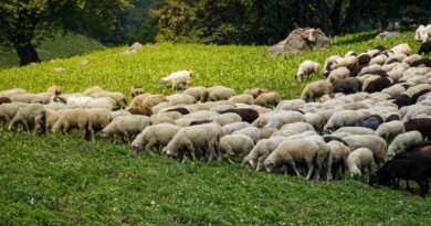 Δυτική Αχαΐα:  Συνελήφθη ένας άνδρας, παραβίασε τα μέτρα για την  ευλογιά των αιγοπροβάτων