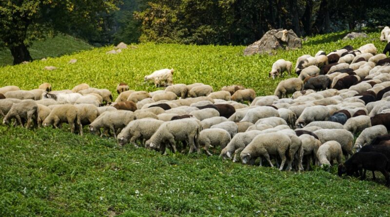 Δυτική Αχαΐα:  Συνελήφθη ένας άνδρας, παραβίασε τα μέτρα για την  ευλογιά των αιγοπροβάτων