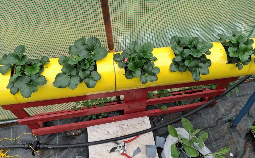 ΕΠΑΛ Νεμέας: Η καλλιέργεια συνεχίζεται από τον τομέα Γεωπονίας