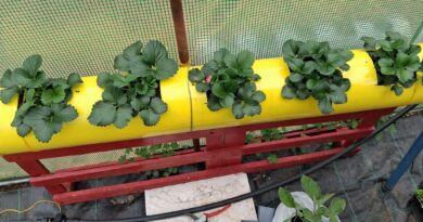 ΕΠΑΛ Νεμέας: Η καλλιέργεια συνεχίζεται από τον τομέα Γεωπονίας