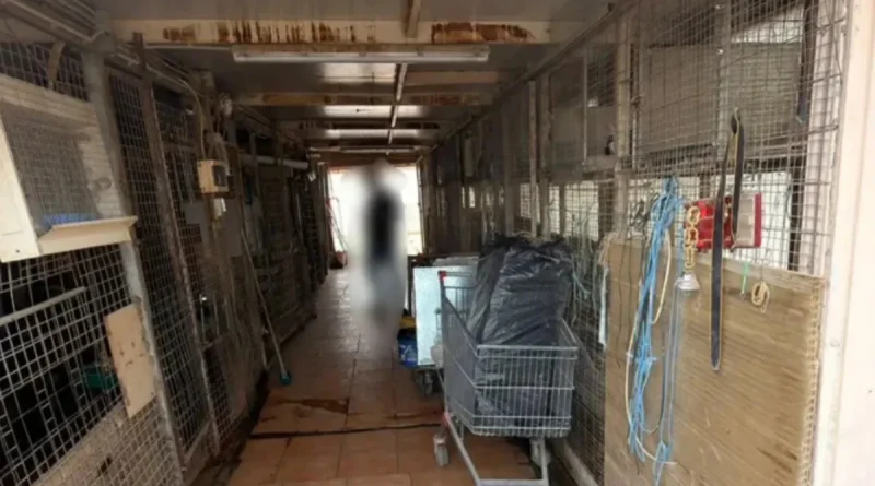 Παράνομοι στάβλοι στον 16ο όροφο: Αρχιτέκτονας διατηρούσε φάρμα στους Αμπελόκηπους