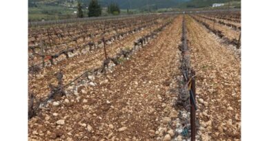 Νεμέα: Πωλείται καλλιεργήσιμο αγροτεμάχιο 18000 τ.μ. με αμπέλι αγιωργίτικο