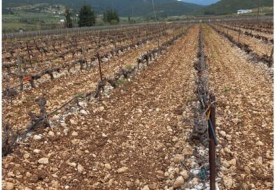 Νεμέα: Πωλείται καλλιεργήσιμο αγροτεμάχιο 18000 τ.μ. με αμπέλι αγιωργίτικο