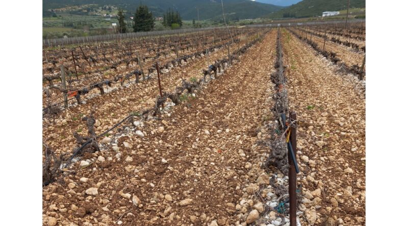 Νεμέα: Πωλείται καλλιεργήσιμο αγροτεμάχιο 18000 τ.μ. με αμπέλι αγιωργίτικο