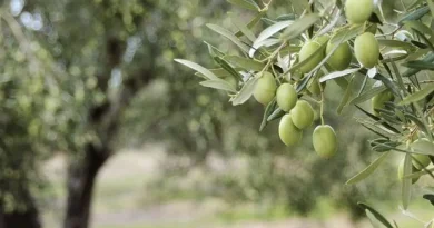 Νεμέα: Πωλείται αγρόκτημα με ελιές 10 στρέμματα