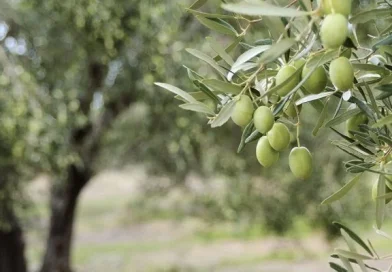 Νεμέα: Πωλείται αγρόκτημα με ελιές 10 στρέμματα