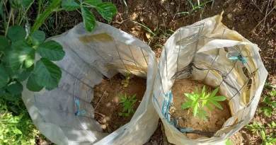 Συνελήφθησαν 35 άτομα σε αστυνομικές επιχειρήσεις στην Περιφέρεια Πελοποννήσου