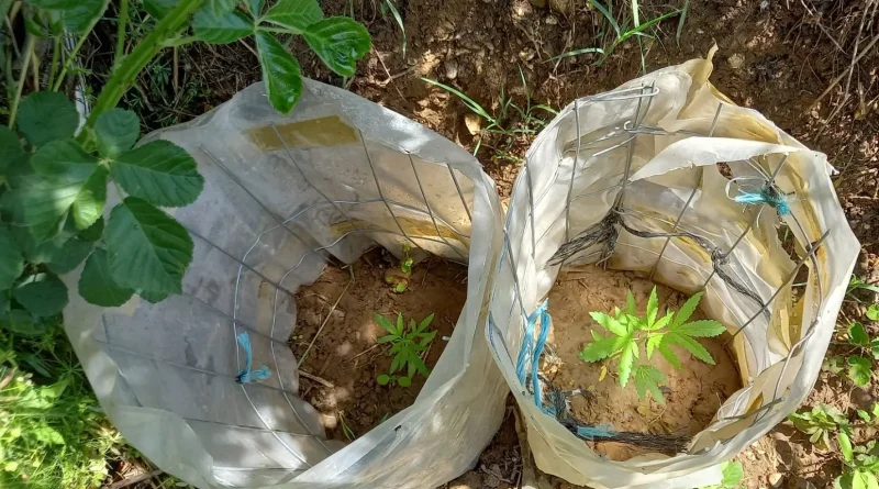 Συνελήφθησαν 35 άτομα σε αστυνομικές επιχειρήσεις στην Περιφέρεια Πελοποννήσου
