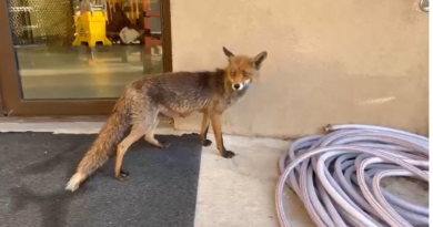 Κούτσι Νεμέας: Η αλεπού που παράτησε το βουνό και… μετακόμισε στο χωριό! -VIDEO