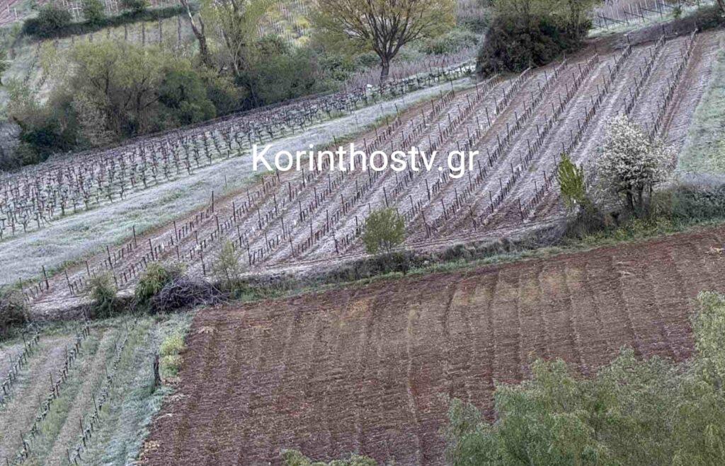 Ζημιές από τον παγετό στους αμπελώνες σε Ασπρόκαμπο και Ψάρι Κορινθίας