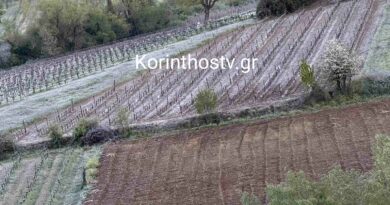 Ζημιές από τον παγετό στους αμπελώνες σε Ασπρόκαμπο και Ψάρι Κορινθίας