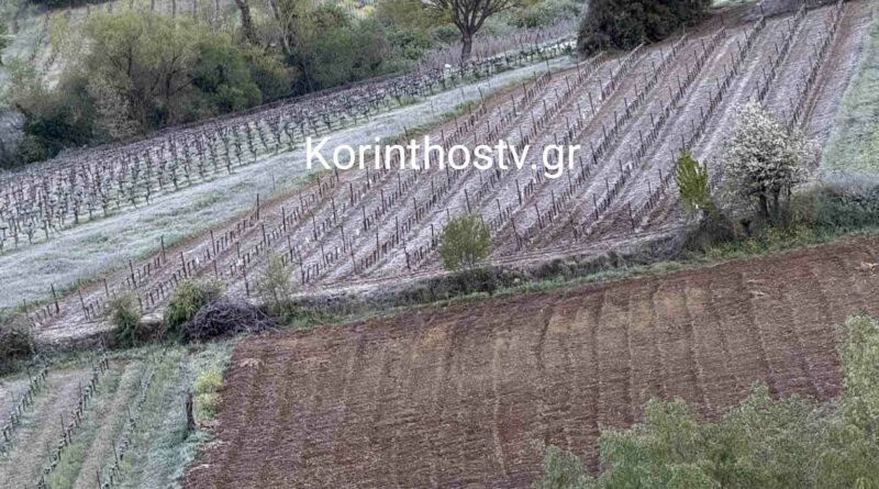 Ζημιές από τον παγετό στους αμπελώνες σε Ασπρόκαμπο και Ψάρι Κορινθίας