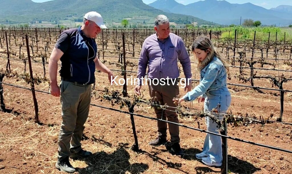 Μεγάλες καταστροφές από τον πάγο στην Νεμέα – Σε απόγνωση οι αγρότες -VIDEO