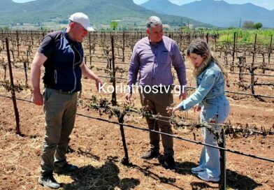 Μεγάλες καταστροφές από τον πάγο στην Νεμέα – Σε απόγνωση οι αγρότες -VIDEO