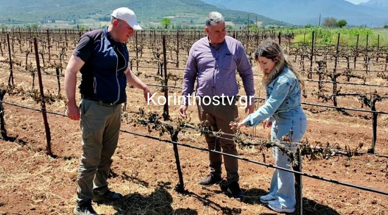 Μεγάλες καταστροφές από τον πάγο στην Νεμέα – Σε απόγνωση οι αγρότες -VIDEO