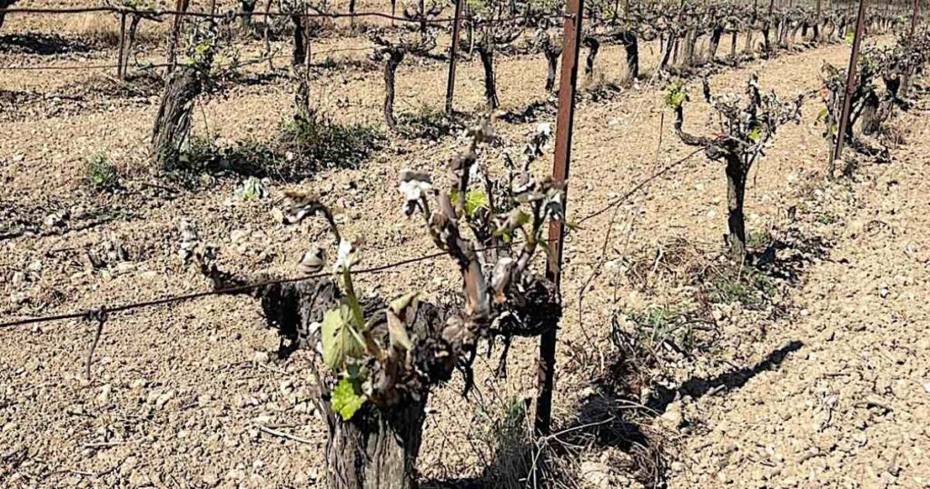 Ερώτηση ΚΚΕ: Σε απόγνωση οι παραγωγοί της Πελοποννήσου λόγω των ανυπολόγιστων ζημιών στην παραγωγή από τον πρόσφατο παγετό